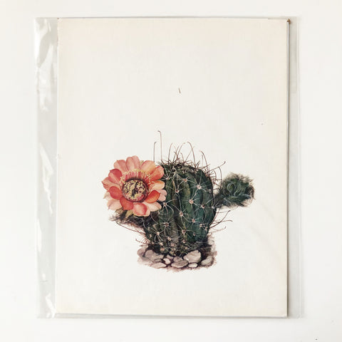 1970s Cactus and Succulent Book Plate 5