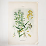 Farm Weeds 1906 Botanical Book Plate 9
