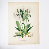 Farm Weeds 1906 Botanical Book Plate 12