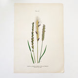 Farm Weeds 1906 Botanical Book Plate 52