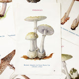 Set of 6 Early 1900s Mushroom Identification Engravings
