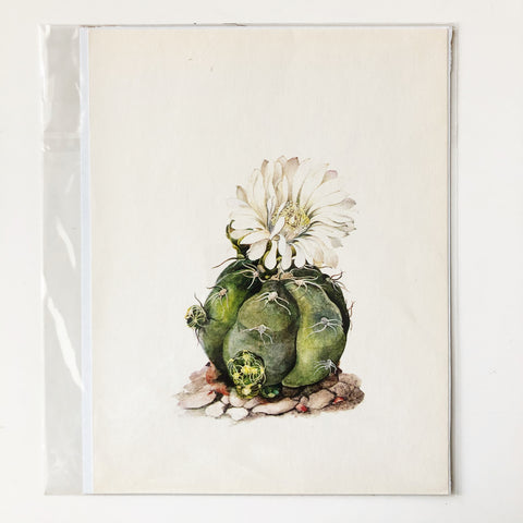 1970s Cactus and Succulent Book Plate 21