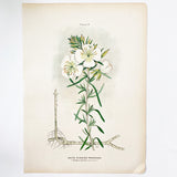 Farm Weeds 1906 Botanical Book Plate 19