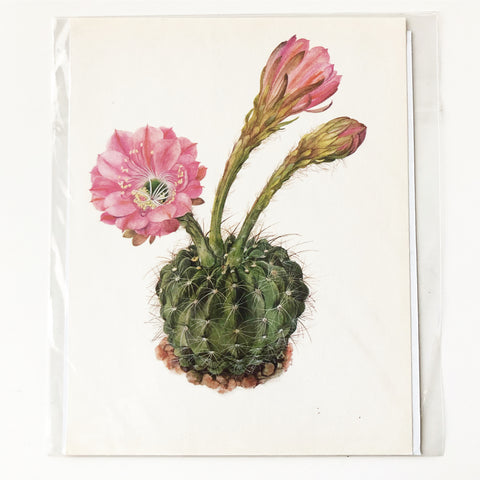1970s Cactus and Succulent Book Plate 8