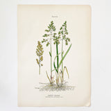 Farm Weeds 1906 Botanical Book Plate 49