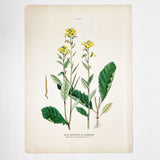Farm Weeds 1906 Botanical Book Plate 5
