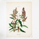 Farm Weeds 1906 Botanical Book Plate 44