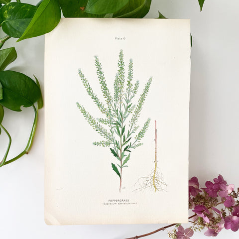 Farm Weeds 1906 Botanical Book Plate 10