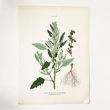 Farm Weeds 1906 Botanical Book Plate 40