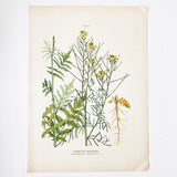 Farm Weeds 1906 Botanical Book Plate 4