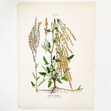 Farm Weeds 1906 Botanical Book Plate 45