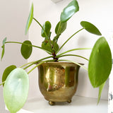 shopify auction