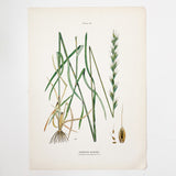 Farm Weeds 1906 Botanical Book Plate 51