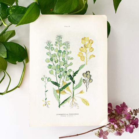 Farm Weeds 1906 Botanical Book Plate 9