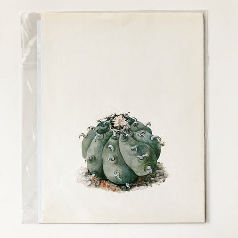 1970s Cactus and Succulent Book Plate 14