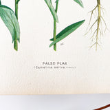 Farm Weeds 1906 Botanical Book Plate 6