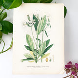 Farm Weeds 1906 Botanical Book Plate 12