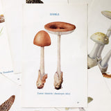 Set of 6 Early 1900s Mushroom Identification Engravings