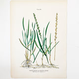 Farm Weeds 1906 Botanical Book Plate 46