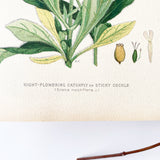 Farm Weeds 1906 Botanical Book Plate 12