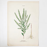 Farm Weeds 1906 Botanical Book Plate 10