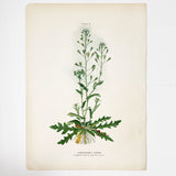Farm Weeds 1906 Botanical Book Plate 8