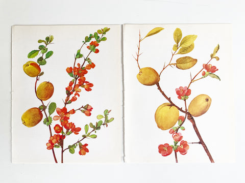 2 Quince Book Plates