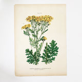 Farm Weeds 1906 Botanical Book Plate 28